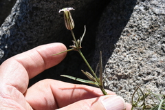 Silene sargentii
