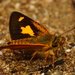 Mariposas Dadito - Photo (c) Erick Noe Tapia Banda, algunos derechos reservados (CC BY-NC), subido por Erick Noe Tapia Banda