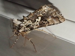 Syngrapha rectangula