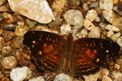 Anthanassa atronia