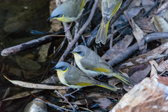 Ptilotula keartlandi