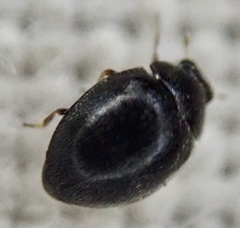 Stethorus