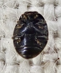 Stethorus