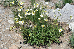 Drymocallis lactea var. lactea