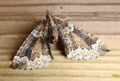 Eulithis flavibrunneata