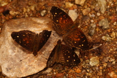 Anthanassa atronia