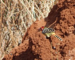 Trachyphonus erythrocephalus