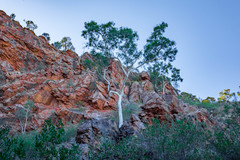 Corymbia aparrerinja