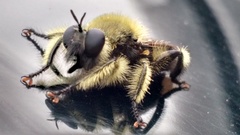 Laphria affinis