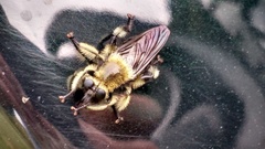 Laphria affinis