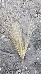 Nassella tenuissima