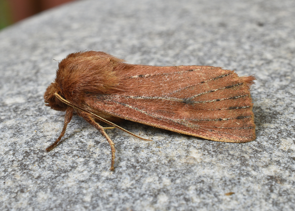 Yellow Sedge Borer Moth
