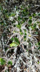 Cercocarpus betuloides blancheae