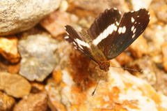 Castilia