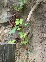 Eumorpha pandorus