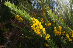 Aotus lanigera