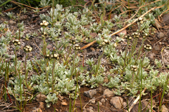Antennaria media