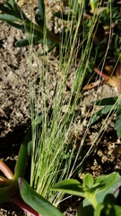 Nassella tenuissima
