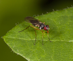 Tanypeza