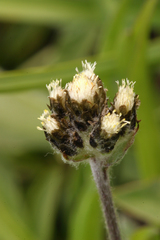Antennaria media