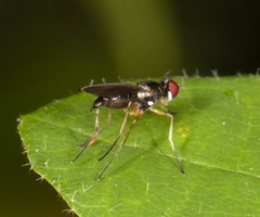 Tanypeza