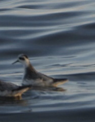 Phalaropus lobatus