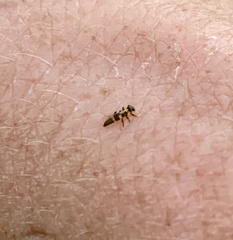 Propylea quatuordecimpunctata