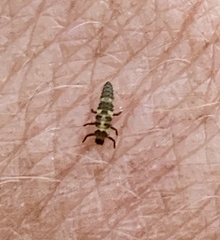 Propylea quatuordecimpunctata