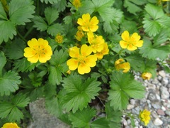 Potentilla matsumurae