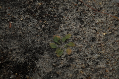 Pterostylis nigricans