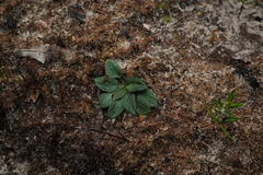 Pterostylis nigricans