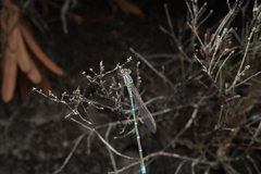 Austrolestes aridus