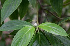 Cornus disciflora