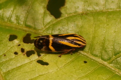 Microsargane martialis