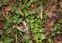 Cheirostylis notialis