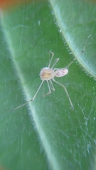 Scytodes pallida