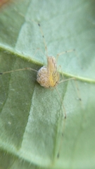 Scytodes pallida