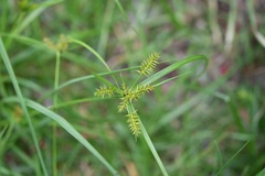 Cyperus hermaphroditus