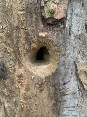 Dryocopus