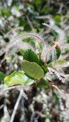 Cercocarpus betuloides blancheae