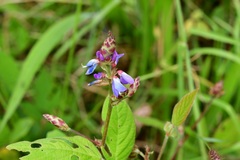 Desmodium pringlei