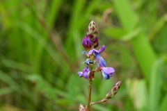 Desmodium pringlei