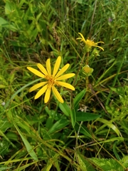 Silphium asteriscus trifoliatum