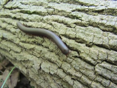 Narceus americanus
