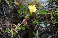 Pimpinella niitakayamensis