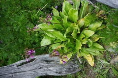 Primula miyabeana