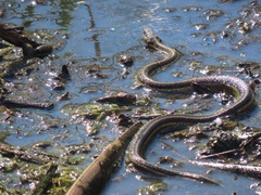 Thamnophis sirtalis