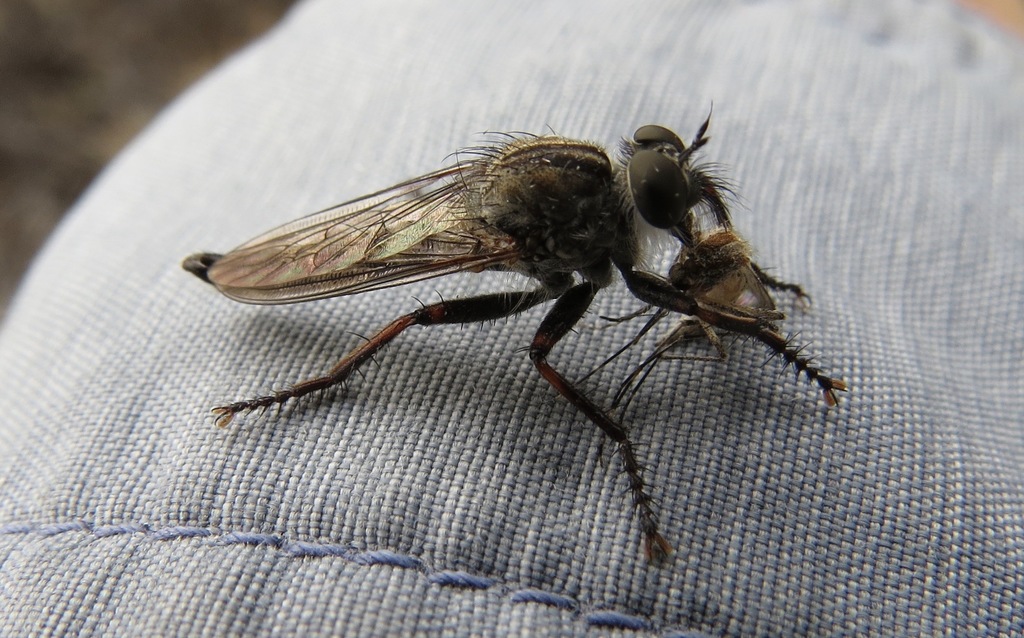 Aedes melanimon