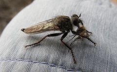 Aedes melanimon