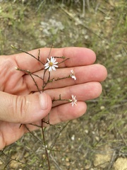 Symphyotrichum depauperatum
